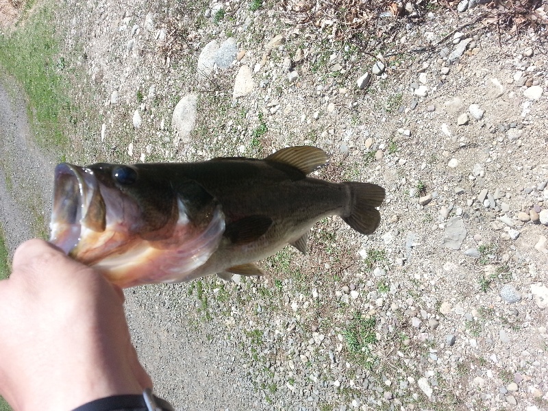 second bass of the year