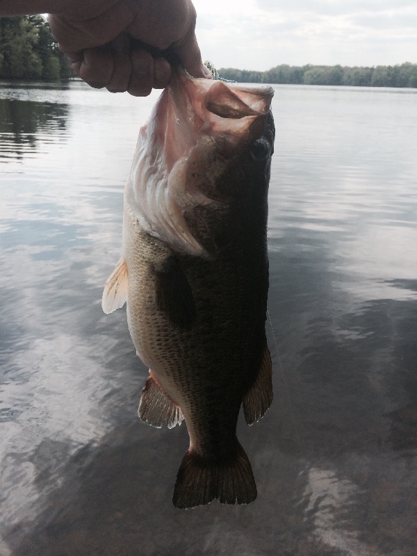 First nj bass of the year 2014 it was a pig!!!