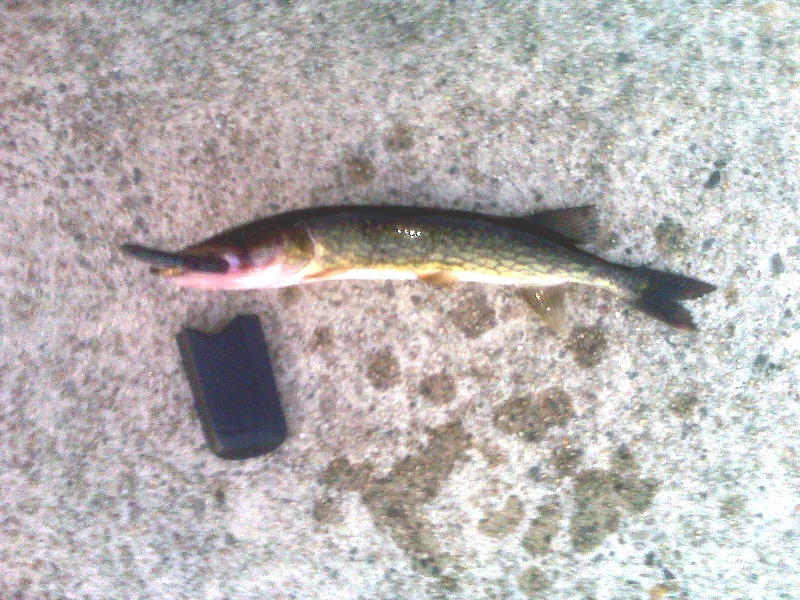 ~17 inch pickerel