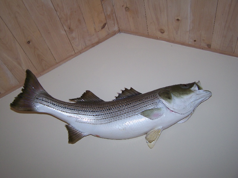 Striper Caught and Hung up