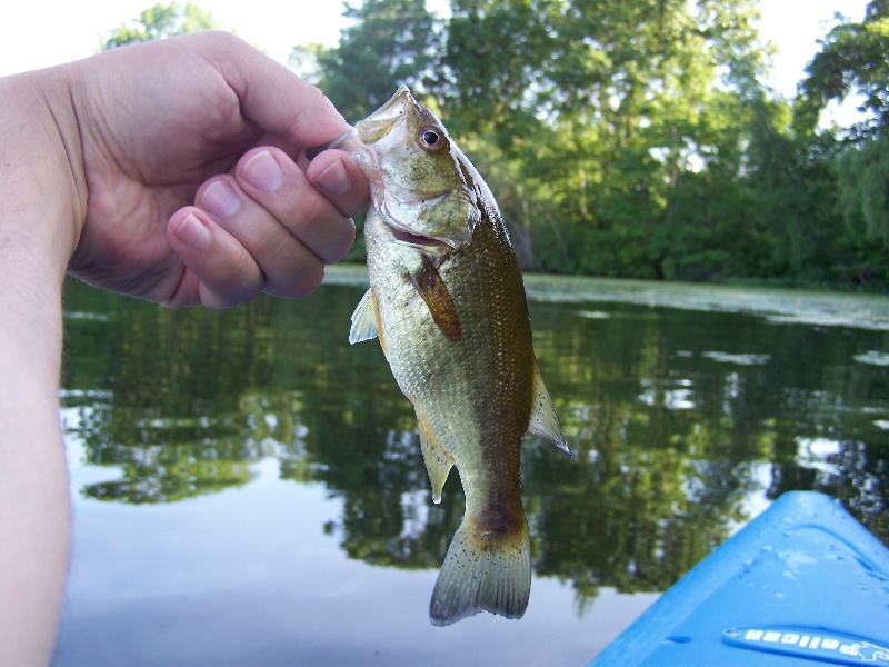 Smallest bass i ever caught