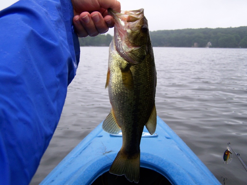 Bass 2 of July 14th