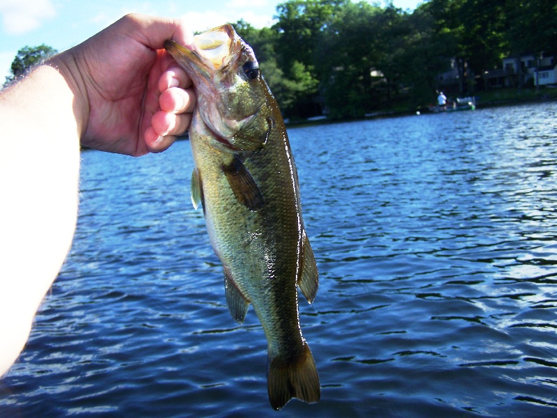 Bass 1 of July 15th