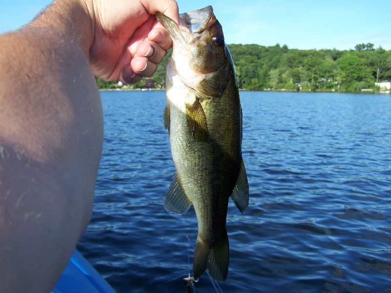 Bass 2 of July 15th