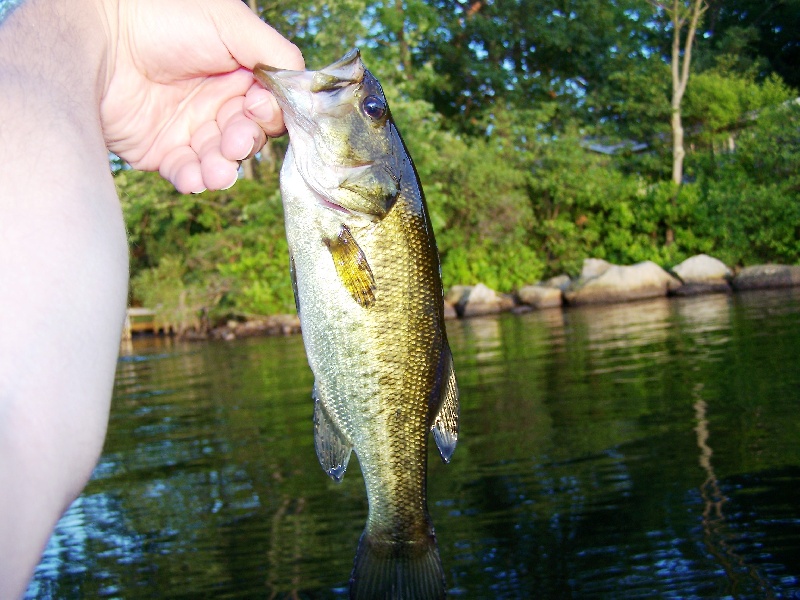 Bass 5 of July 15th