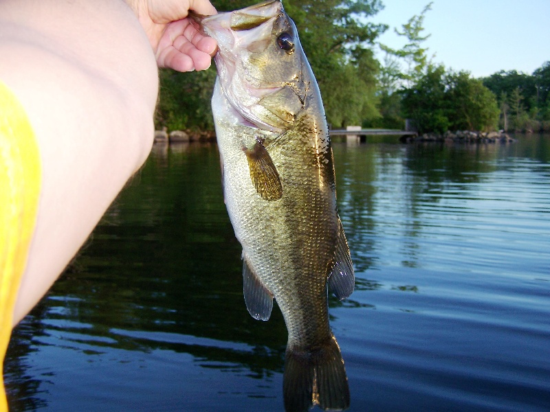 Bass 6 of July 15th