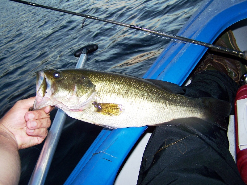 2lb Largemouth Bass