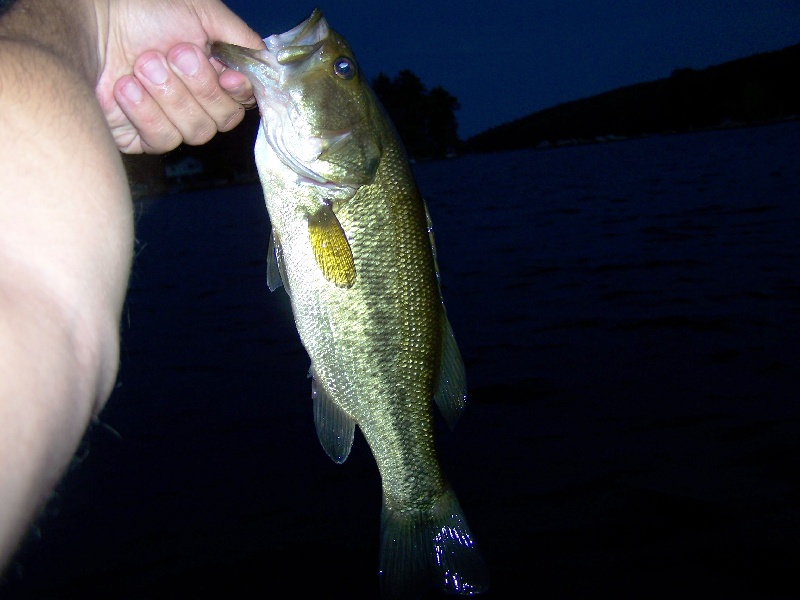 Yet another bass
