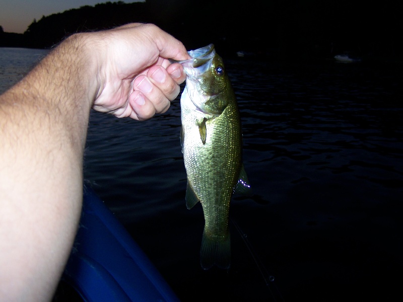6th Small Bass