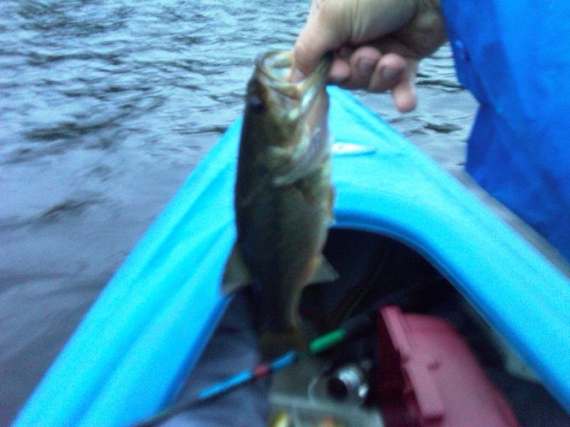Blurriest Pic of a Bass I Ever Took
