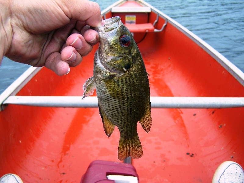 Small smallie 2