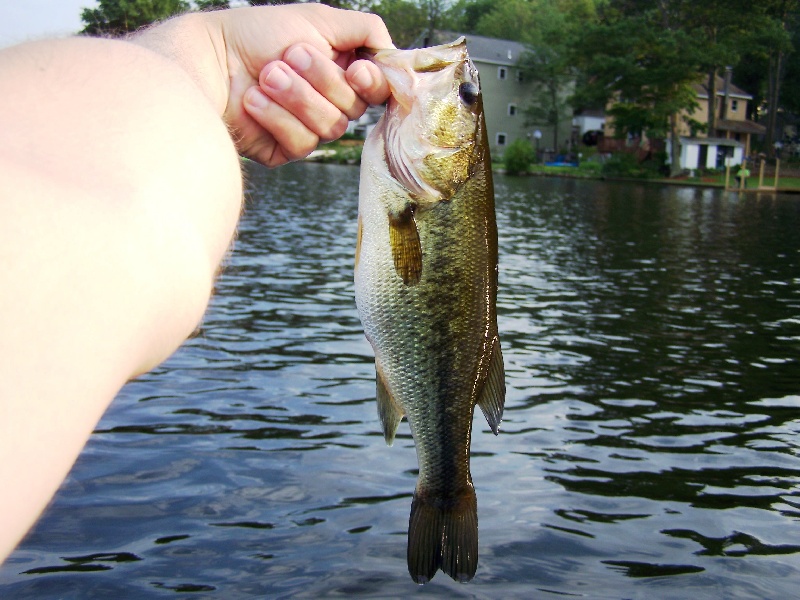 Good belly for small bass