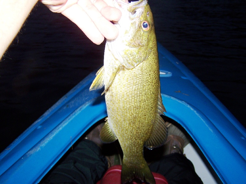 Topwater SMALLIE! Love it on jitterbug, over 1lbs