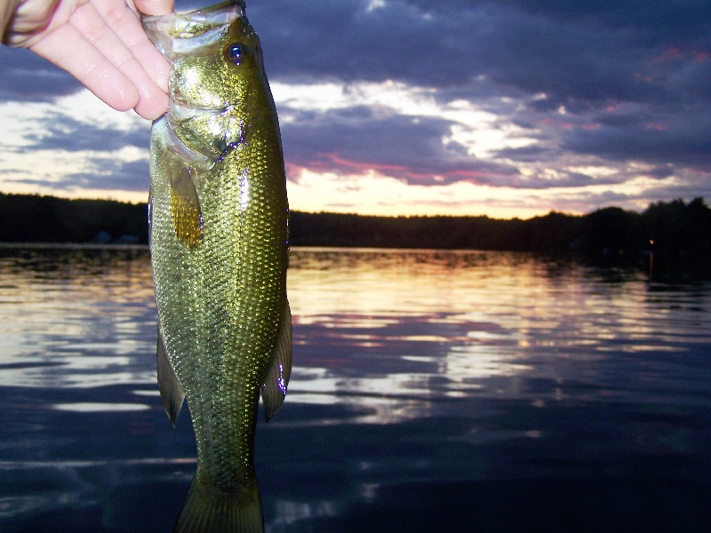 Nice background with decent bass