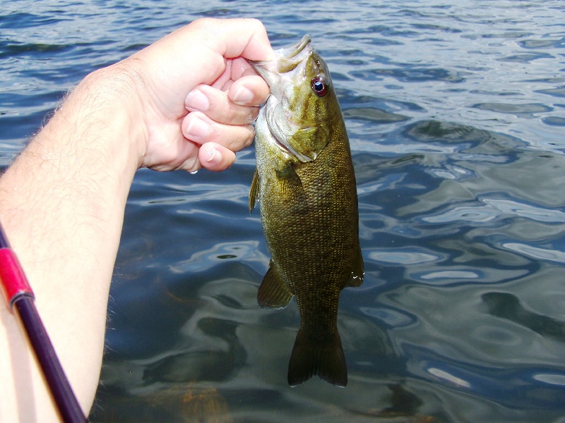 Crazy fighting 1lb smallie! Another!