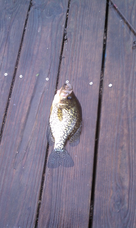 Decent sized Crappie Charles River Waltham