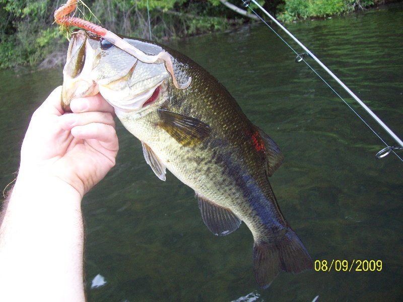 2lb,largest of 6 caught sunday at Ox res #2
