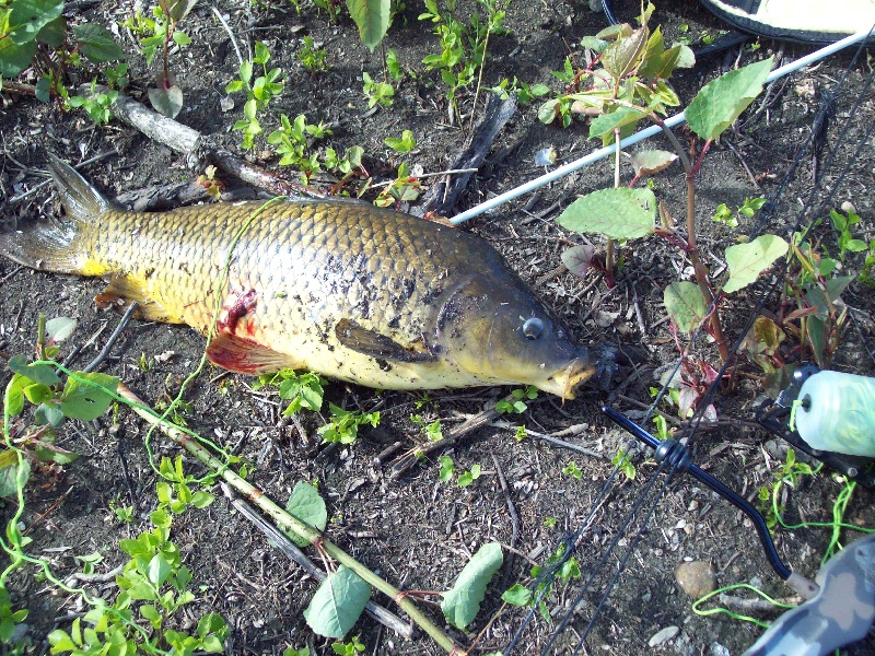 first carp for 2010