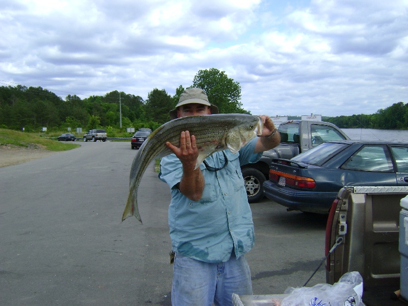 Tailrace Stripers