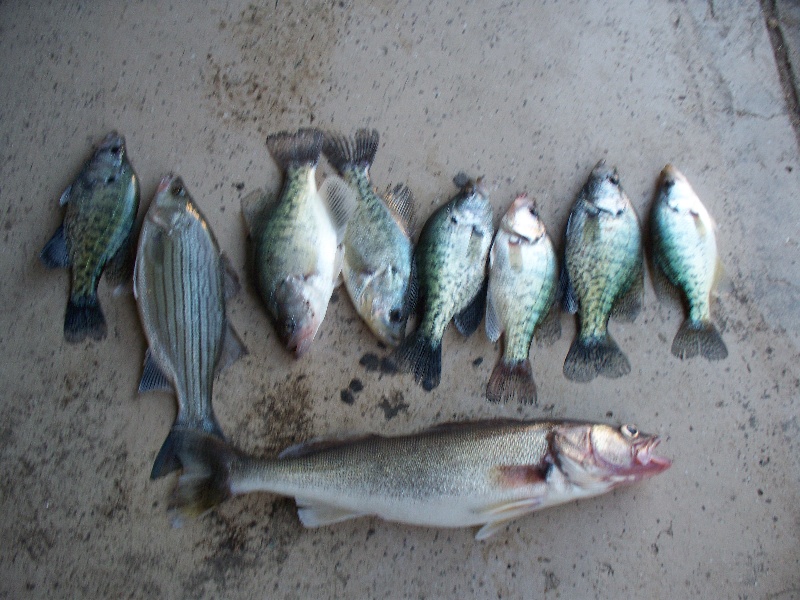 lots of fish/crappie, walleye, wiper