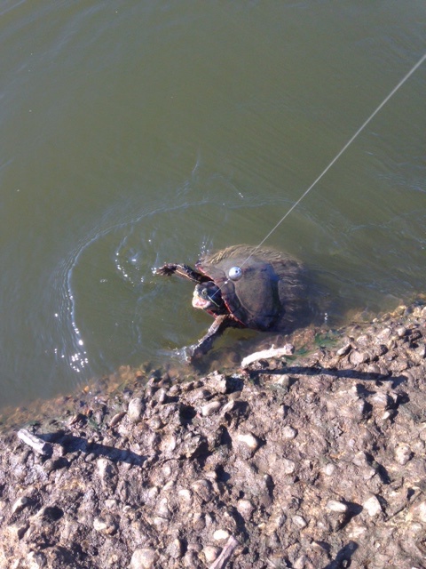Turtle from 8/19 or 8/20