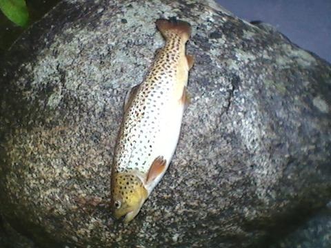 same brown trout