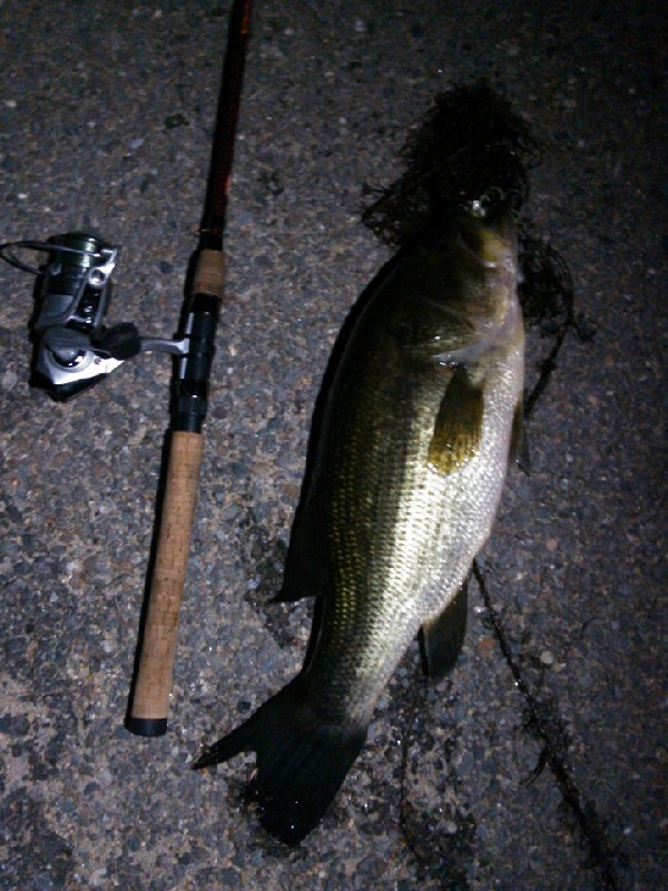 Night fish