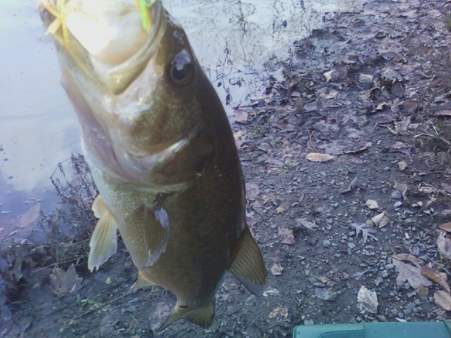 1st bass in 2 weeks