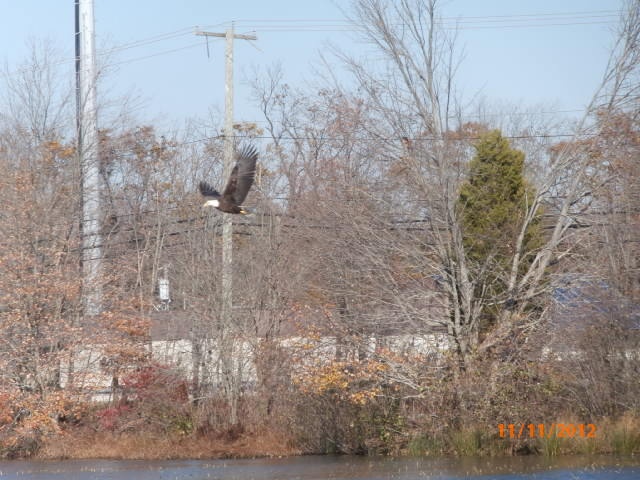 Bald Eagle at atco lake