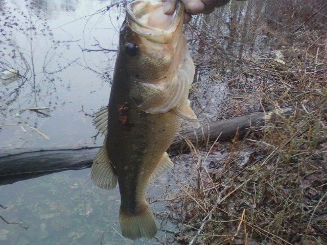 1st Bass of 2013  pic #1