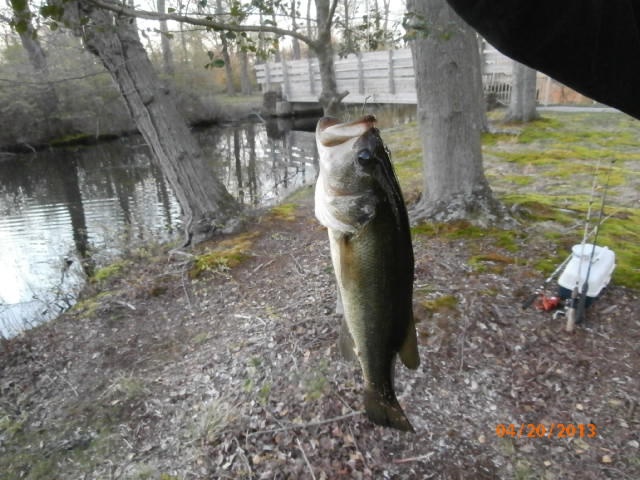 Big Bass Pic#1