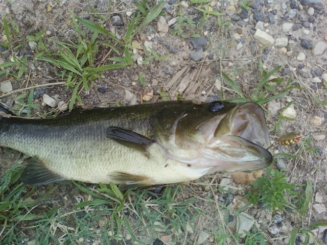 Fat Bass at Atco lake