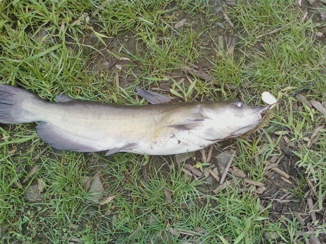 Big Catfish