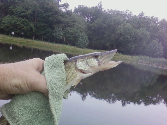 Nice pikerel at lions lake