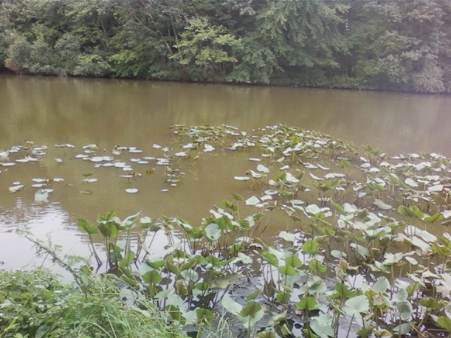My favorite type of lily pads...
