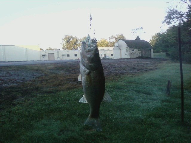 655 am friday bass