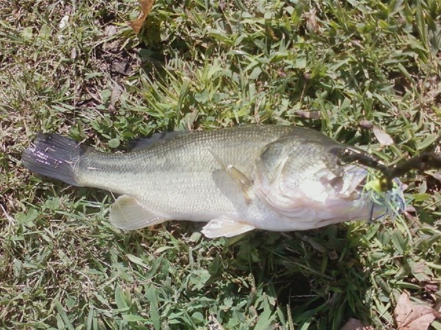 westville pond bass