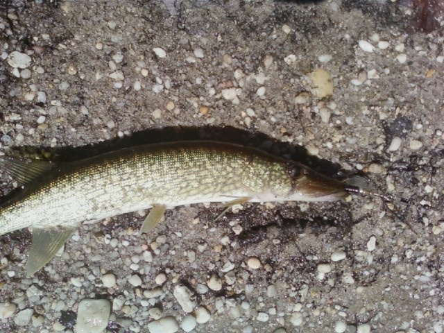 Small pikerel Lake Nummy