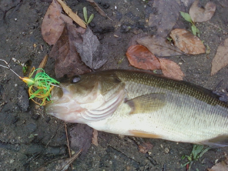Kirby's mill pond  bass