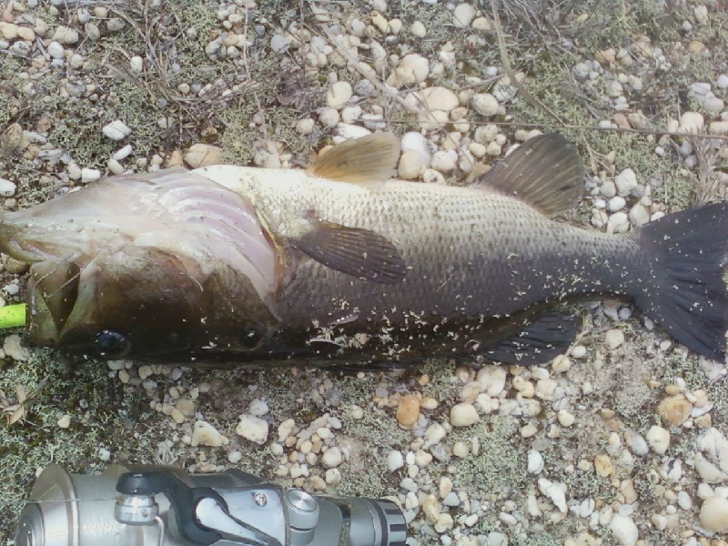 friday nice fat bass pic#1