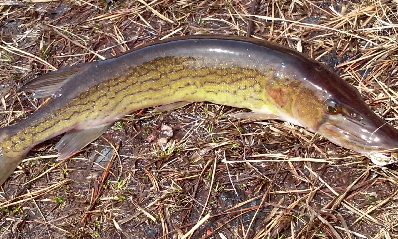 fat fat pickerel