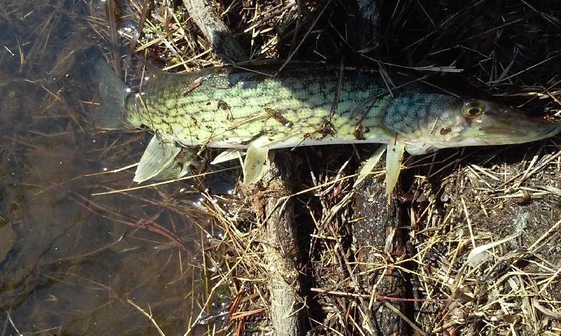 nice pikerel-1st picture