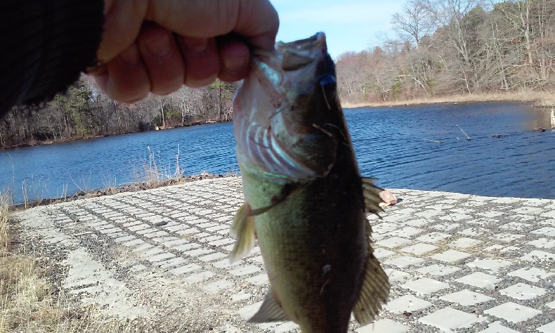 easter bass #1 pic 2