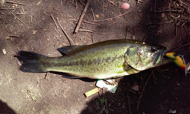 pic#1 of a dying bass