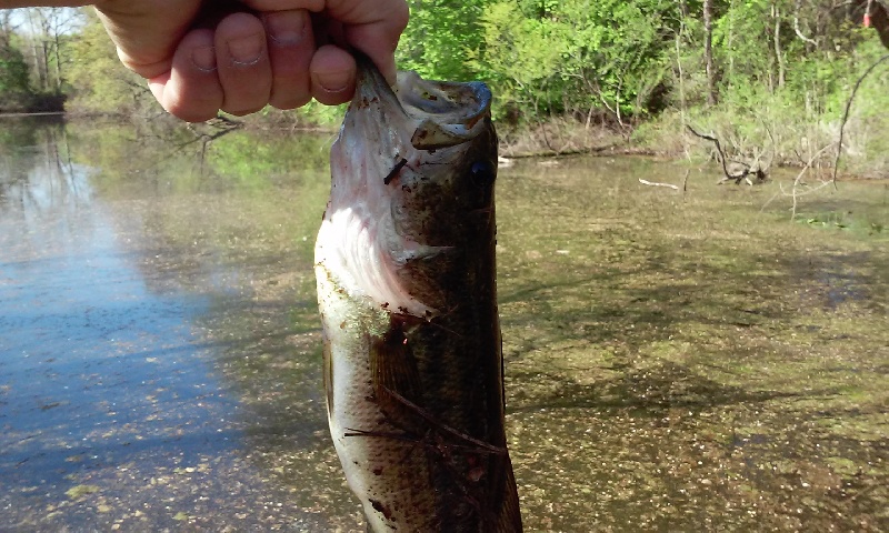 pic#2 of a dying bass
