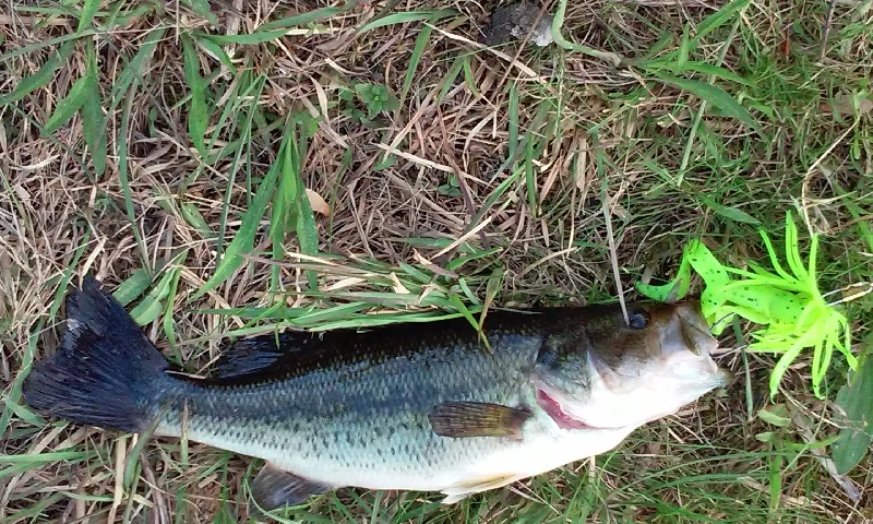 small bass rowans pond clementon