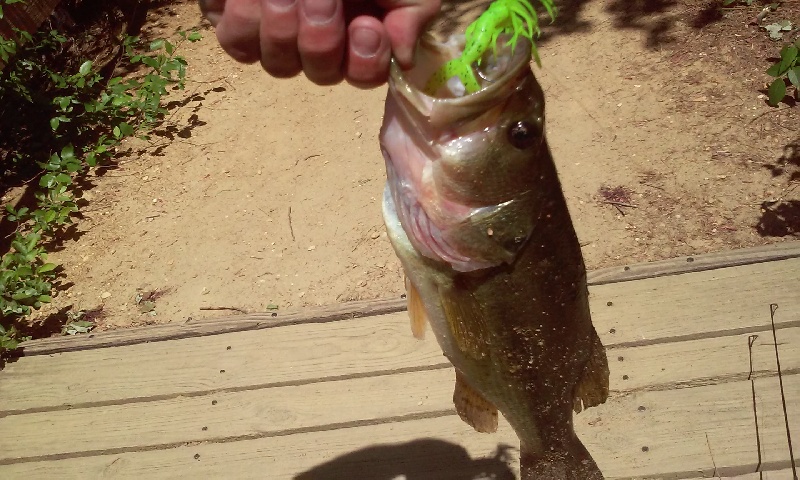 parvin state park fat bass pic#1