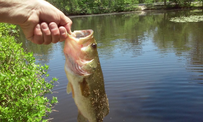 parvin state park fat bass pic#2