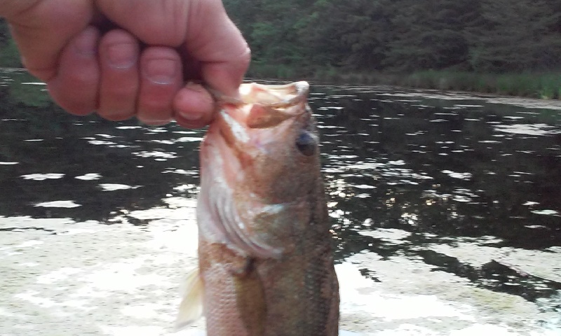 bass #5 in erial
