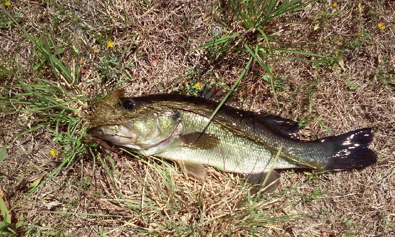 nice pound bass pic#1 friday lunchtime